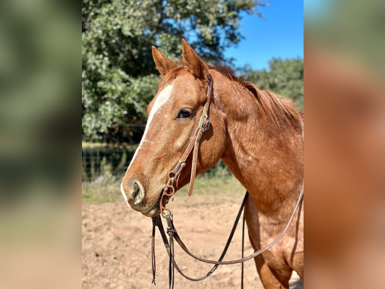 Appaloosa Gelding 7 years 14,3 hh Roan-Red in Victoria TX