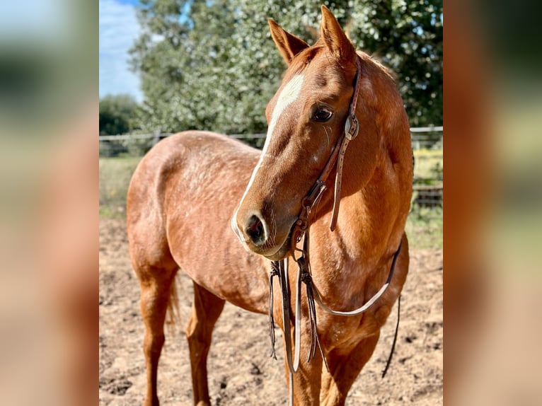 Appaloosa Gelding 7 years 14,3 hh Roan-Red in Victoria TX