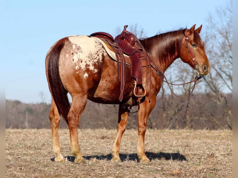 Appaloosa Gelding 7 years 14,3 hh Sorrel in Clarion, PA