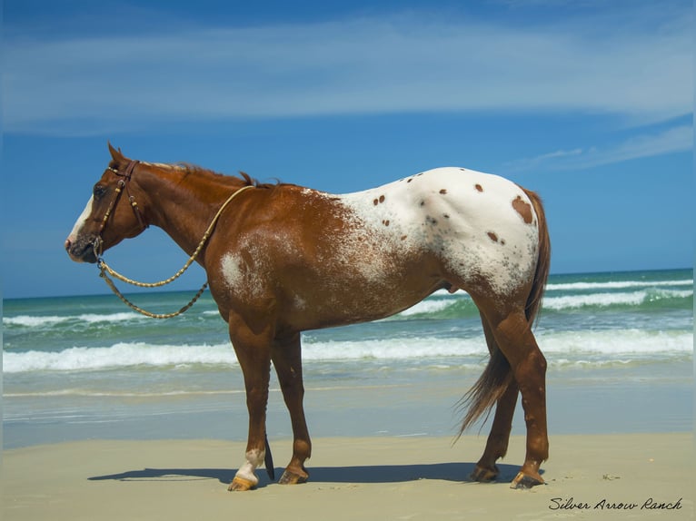 Appaloosa Gelding 7 years 14,3 hh in Ocala, FL