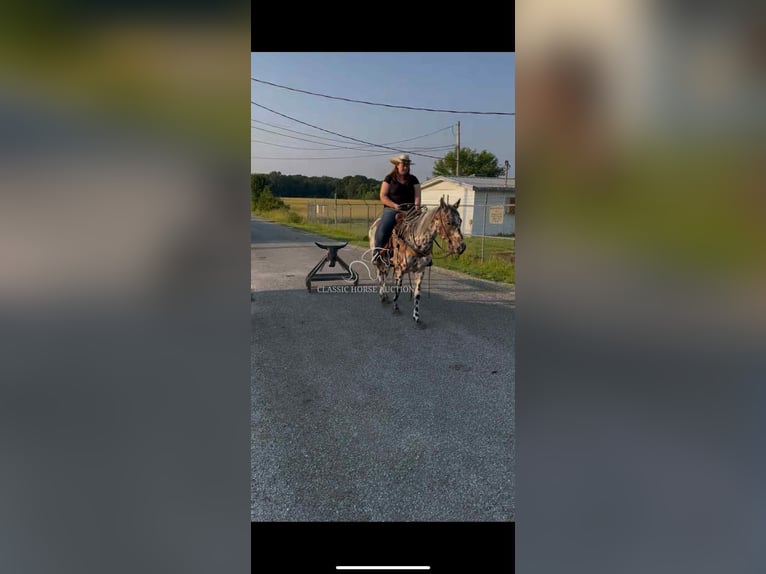 Appaloosa Gelding 7 years 14 hh Bay in Hohenwald, TN