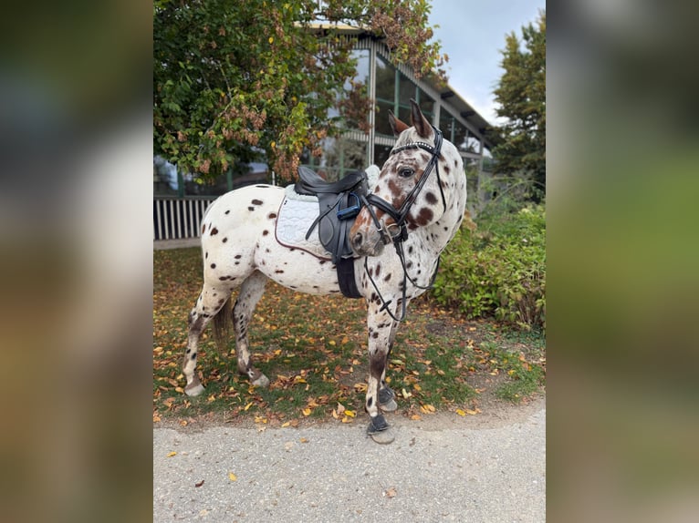 Appaloosa Gelding 7 years 14,2 hh Leopard-Piebald in Chieming