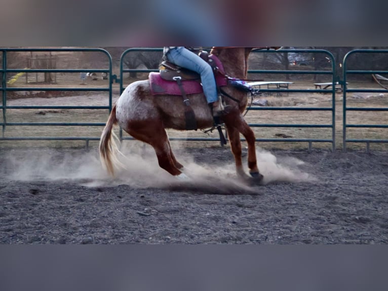 Appaloosa Gelding 7 years 14,2 hh Roan-Red in Fort Collins CO