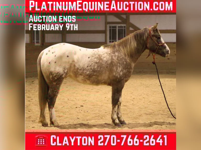 Appaloosa Gelding 7 years 14,2 hh Roan-Red in Sonora Ky