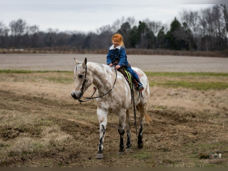 Appaloosa Gelding 7 years 14,3 hh Buckskin in Auburn