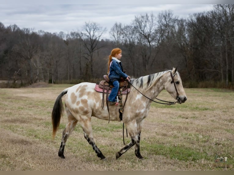 Appaloosa Gelding 7 years 14,3 hh Buckskin in Auburn