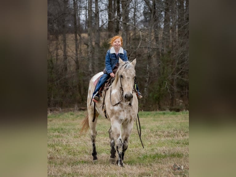 Appaloosa Gelding 7 years 14,3 hh Buckskin in Auburn