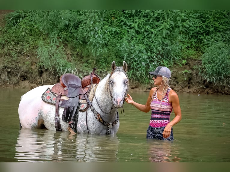 Appaloosa Gelding 7 years 14,3 hh in Flemingsburg Ky