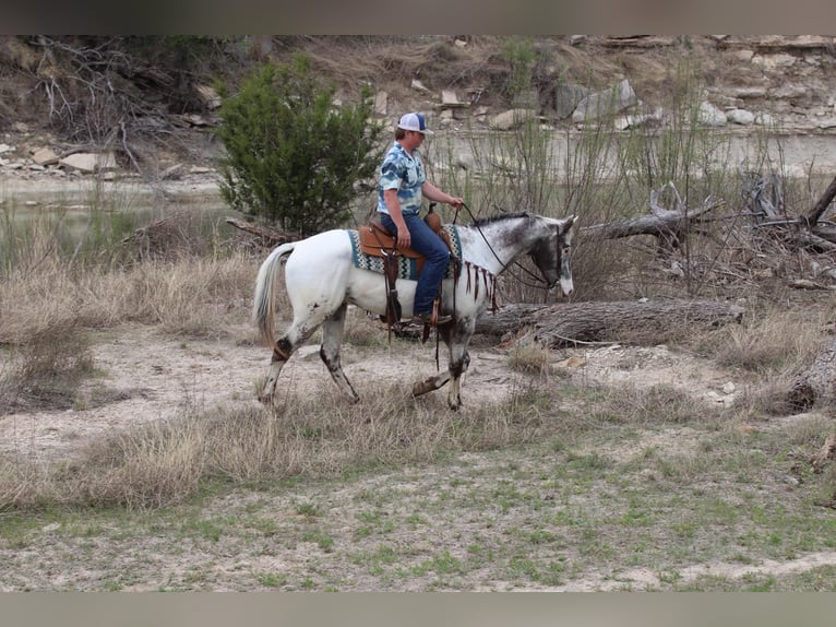 Appaloosa Gelding 7 years 15,1 hh Black in Lipan TX