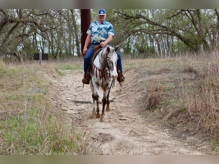Appaloosa Gelding 7 years 15,1 hh Black in Lipan TX