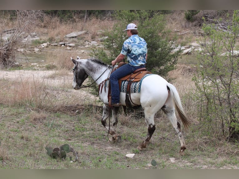 Appaloosa Gelding 7 years 15,1 hh Black in Lipan TX