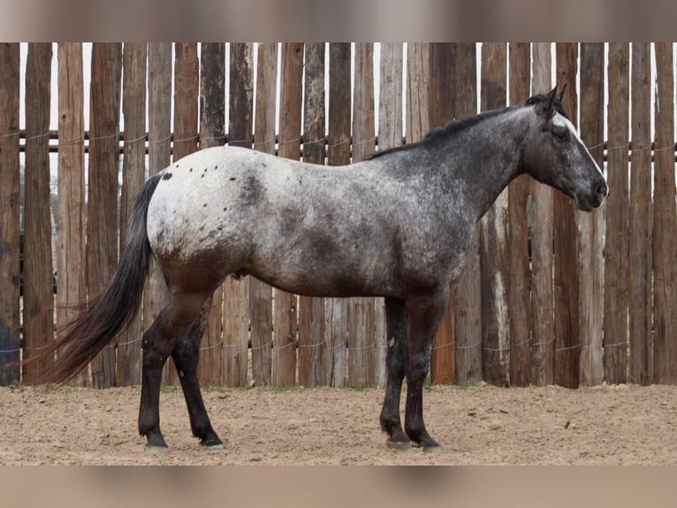 Appaloosa Gelding 7 years 15 hh Black in Brickenridge TX