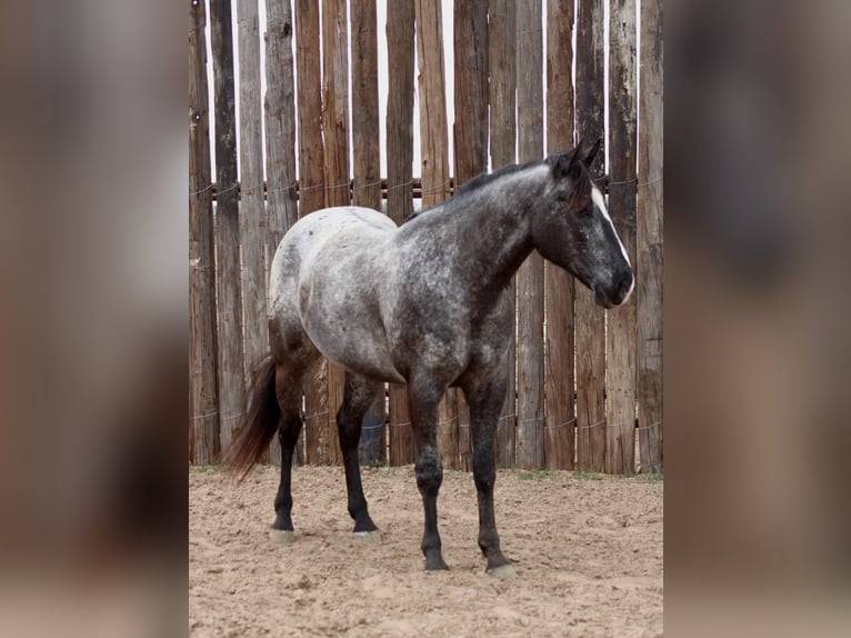 Appaloosa Gelding 7 years 15 hh Black in Brickenridge TX