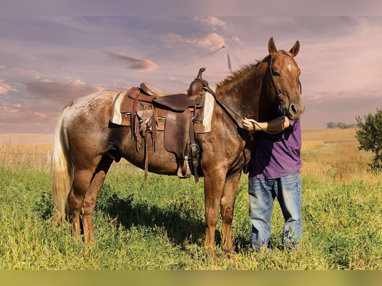 Appaloosa Gelding 7 years 15 hh Chestnut in Battle Creek