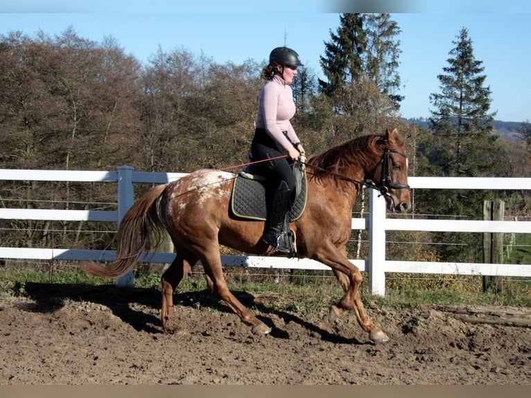 Appaloosa Mix Gelding 7 years 15 hh Leopard-Piebald in Großalmerode