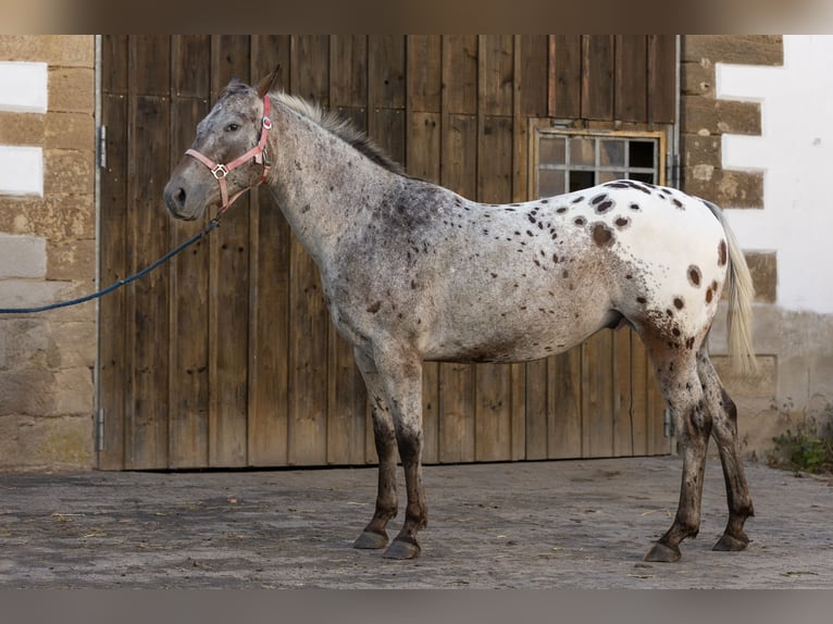 Appaloosa Gelding 7 years 15 hh Leopard-Piebald in Ransweiler