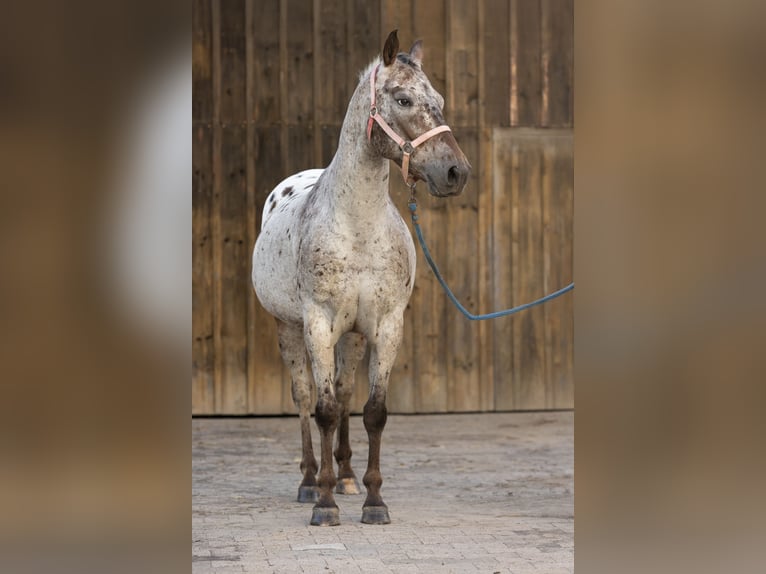 Appaloosa Gelding 7 years 15 hh Leopard-Piebald in Ransweiler