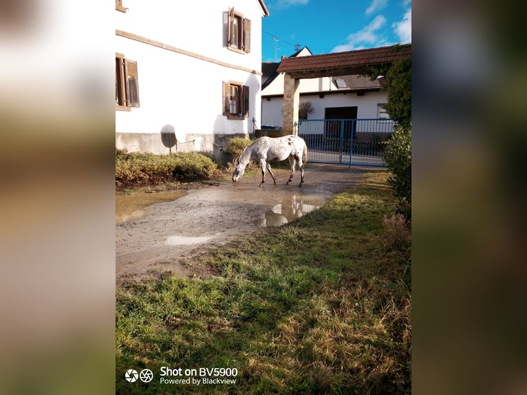 Appaloosa Gelding 7 years 15 hh Leopard-Piebald in Ransweiler