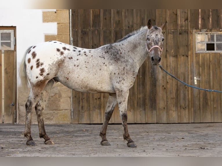 Appaloosa Gelding 7 years 15 hh Leopard-Piebald in Ransweiler