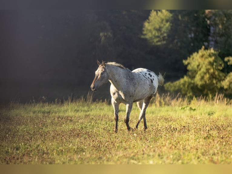 Appaloosa Gelding 7 years 15 hh Leopard-Piebald in Ransweiler