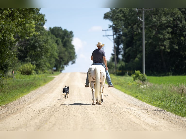 Appaloosa Gelding 7 years 15 hh Palomino in Cannon Falls