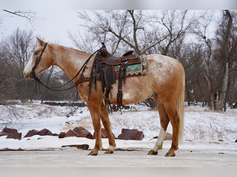 Appaloosa Gelding 7 years 15 hh Palomino in Sioux Falls
