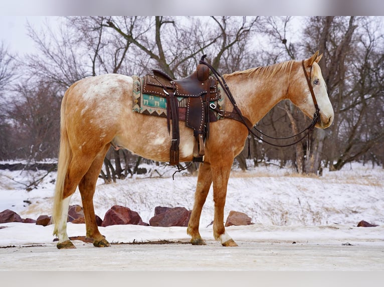Appaloosa Gelding 7 years 15 hh Palomino in Sioux Falls
