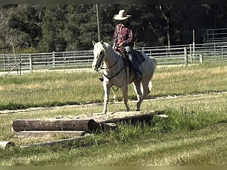 Appaloosa Gelding 7 years 15 hh Palomino in Tres Pinos