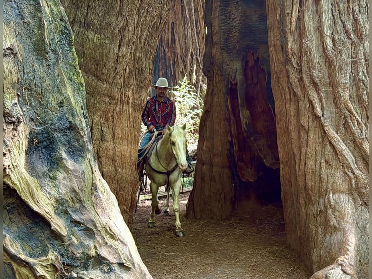 Appaloosa Gelding 7 years 15 hh Palomino in Tres Pinos