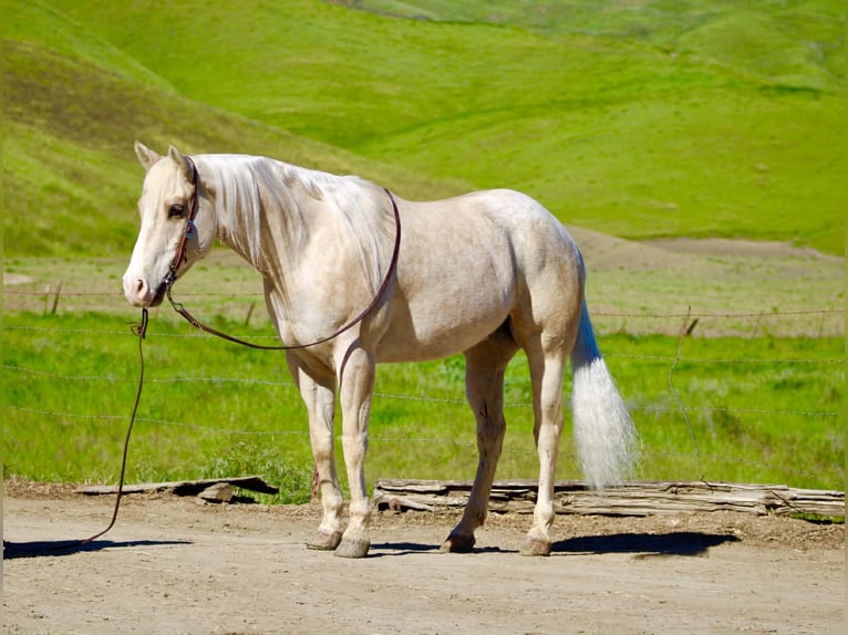 Appaloosa Gelding 7 years 15 hh Palomino in Tres Pinos