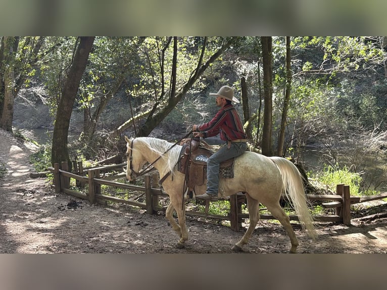 Appaloosa Gelding 7 years 15 hh Palomino in Tres Pinos