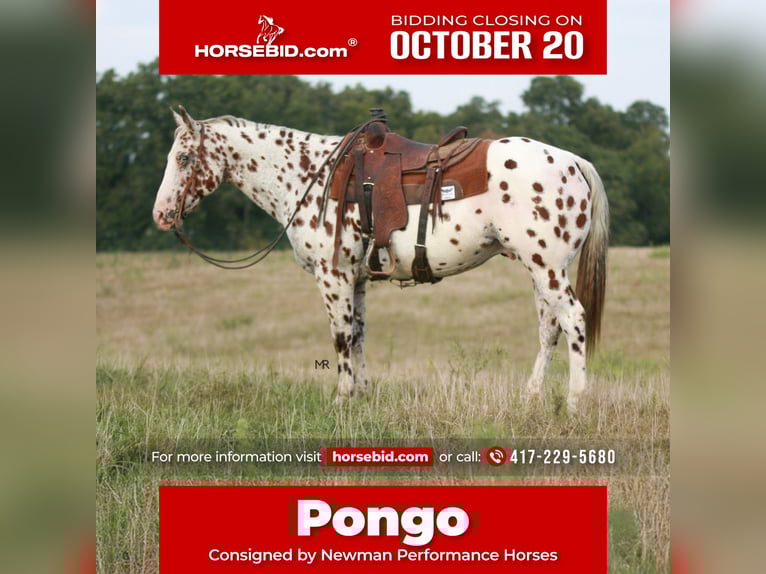 Appaloosa Gelding 7 years 15 hh in Verona