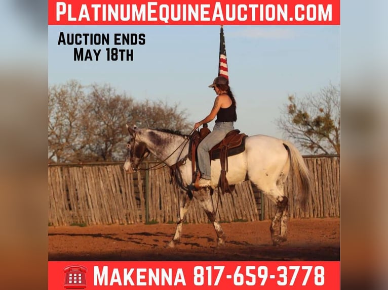 Appaloosa Gelding 7 years 15,1 hh Black in Lipan TX