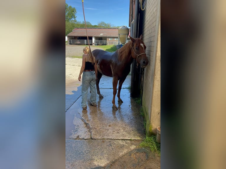 Appaloosa Gelding 7 years 15,1 hh Chestnut-Red in Illmensee