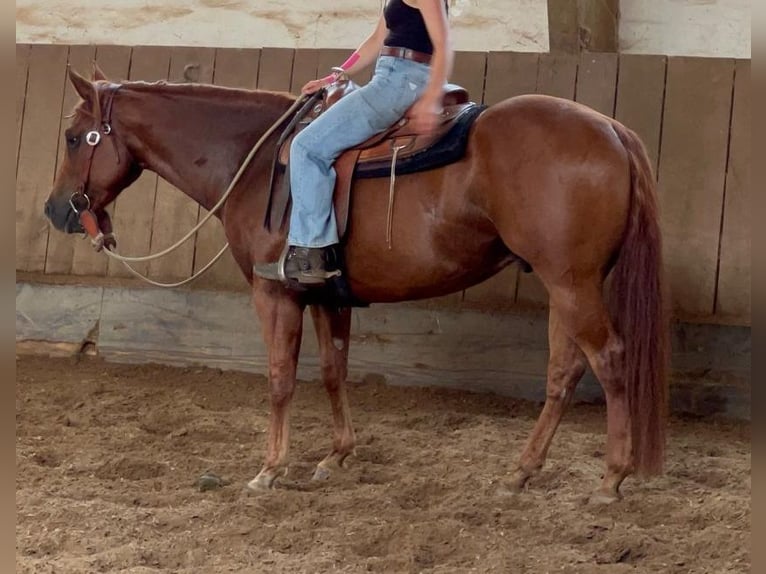 Appaloosa Gelding 7 years 15,1 hh Chestnut-Red in Illmensee