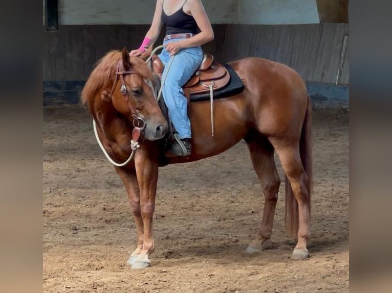 Appaloosa Gelding 7 years 15,1 hh Chestnut-Red in Illmensee