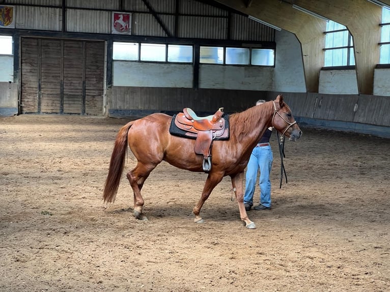 Appaloosa Gelding 7 years 15,1 hh Chestnut-Red in Illmensee
