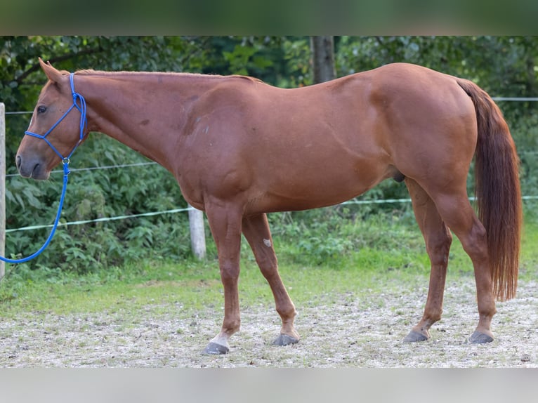 Appaloosa Gelding 7 years 15,1 hh Chestnut-Red in Illmensee