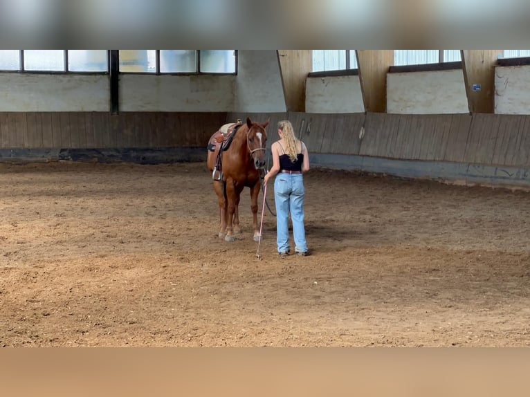 Appaloosa Gelding 7 years 15,1 hh Chestnut-Red in Illmensee