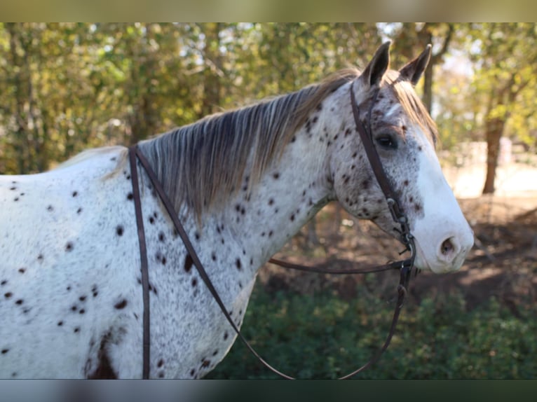 Appaloosa Gelding 7 years 15,1 hh Chestnut in El Paso TX