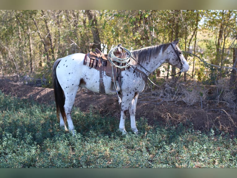 Appaloosa Gelding 7 years 15,1 hh Chestnut in El Paso TX