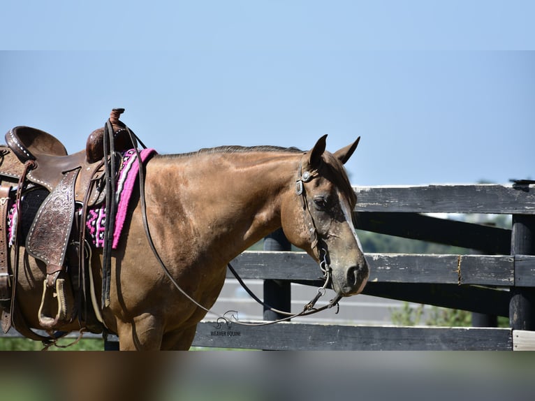 Appaloosa Gelding 7 years 15,2 hh Bay in Fredericksburg