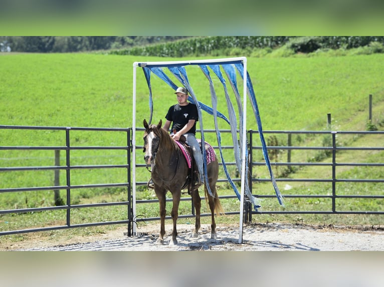 Appaloosa Gelding 7 years 15,2 hh Bay in Fredericksburg