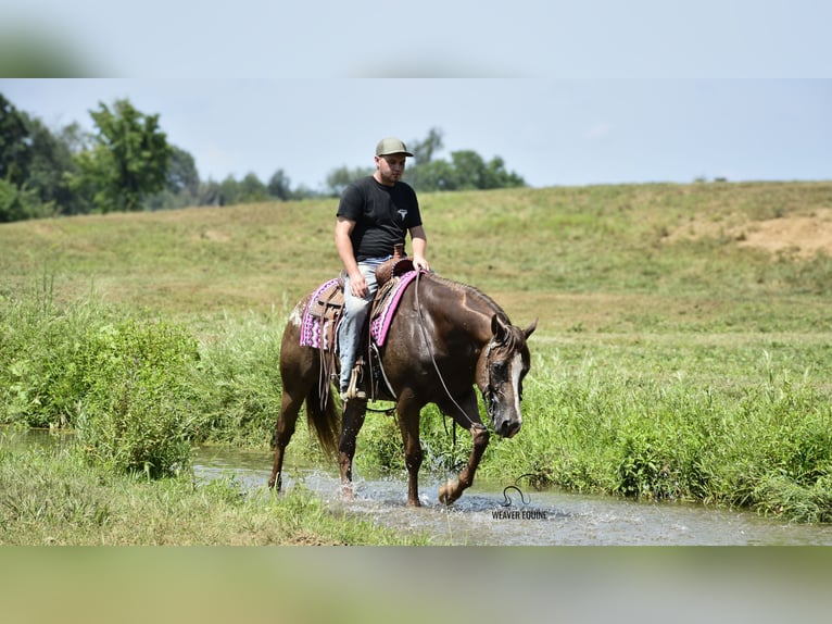 Appaloosa Gelding 7 years 15,2 hh Bay in Fredericksburg
