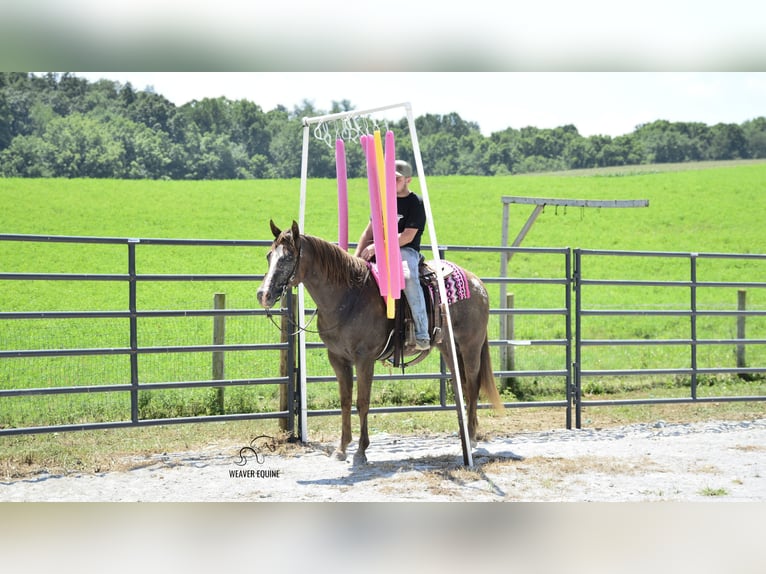 Appaloosa Gelding 7 years 15,2 hh Bay in Fredericksburg
