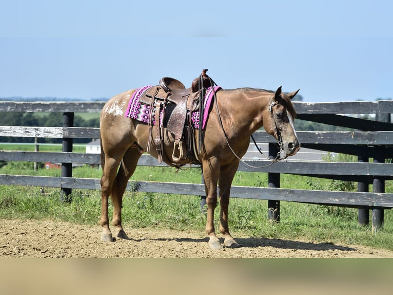 Appaloosa Gelding 7 years 15,2 hh Bay in Fredericksburg