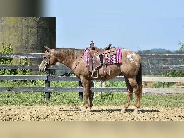 Appaloosa Gelding 7 years 15,2 hh Bay in Fredericksburg