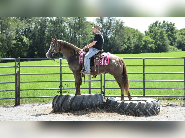 Appaloosa Gelding 7 years 15,2 hh Bay in Fredericksburg