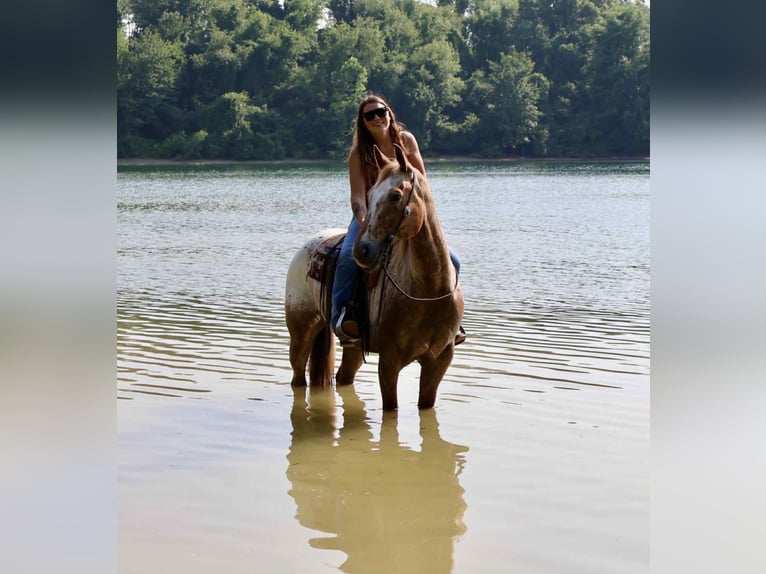 Appaloosa Gelding 7 years 15,2 hh Sorrel in Littlestown