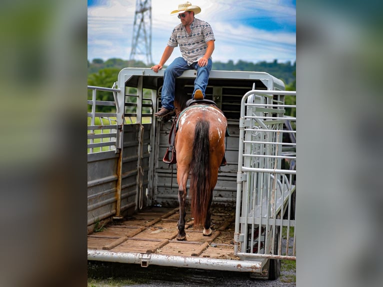 Appaloosa Gelding 7 years 15,3 hh Bay in Santa Fe